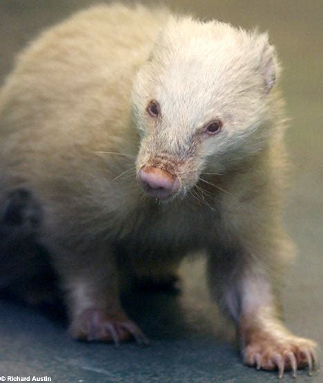 Meet Albert The Skinny Albino Badger Without Any Stripes Daily Mail