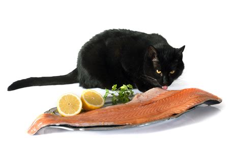 As we have listed above, there are many benefits salmon oil can have for your pet. Can Cats Eat Salmon - Furry Tips