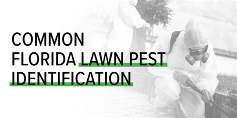 Common Florida Lawn Pest Identification Bee Green Pest Control