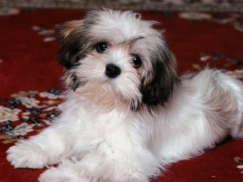 Shih Tzu Puppies Free Wallpaper Pictures Of Animals 2016