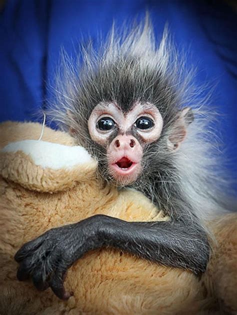 A Seven Week Old Baby Spider Monkey From Melbourne Zoo In Australia