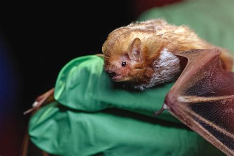 We Can Prevent Pandemics With Wildlife Disease Surveillance