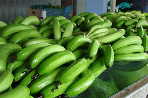 Untested Gmo Bananas To Move Directly To Human Experimentation
