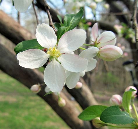 Check out our western pa selection for the very best in unique or custom, handmade pieces from our shops. CRABAPPLE: (Malus sp.) Photographed May 4, 2018 in Center ...