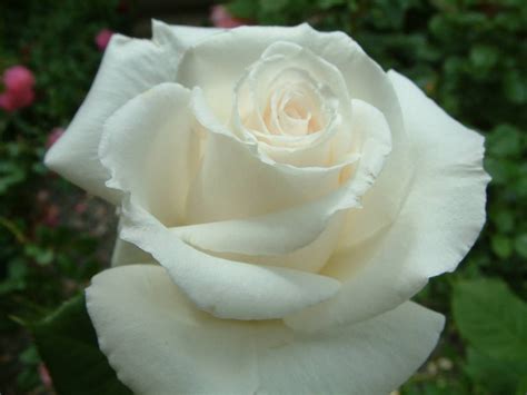 Royal Philharmonic Hybrid Teas Old Garden Roses Rose Catalog