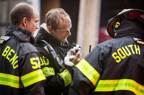 Firefighters Rescue Cat From Burning Home Cat Rescue Firefighter