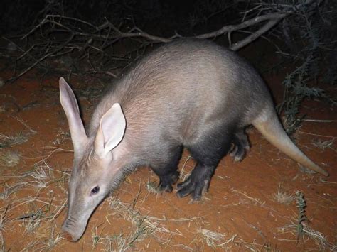 Fire at London Zoo kills aardvark, several meerkats - ABC News
