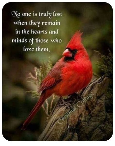 Cardinal Bird Quote Winter Cardinal Monday Blessing Quote Pictures