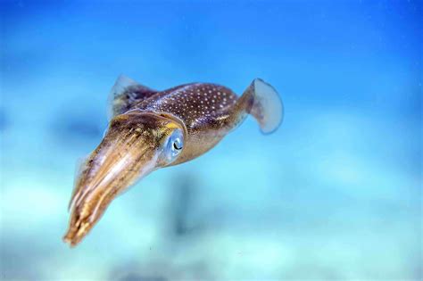Cuttlefish Vs Squid Whats The Difference