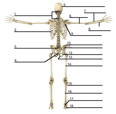 Long Bone Diagram Unlabeled Skeletal System Diagrams For Labeling