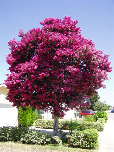 Nimboo tree is also known as indian elm. Top 10 Trees - Crepe Myrtle 'Indian Summer' Range ...