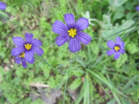 Anemones, tropicals, succulents, orchids, freesia Blue, flower, Bermuda | Natural forms, Flowers, Body art