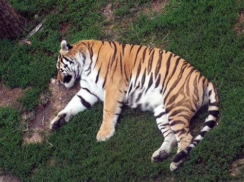 Sleeping Tiger Brandyjocola Foundmyself