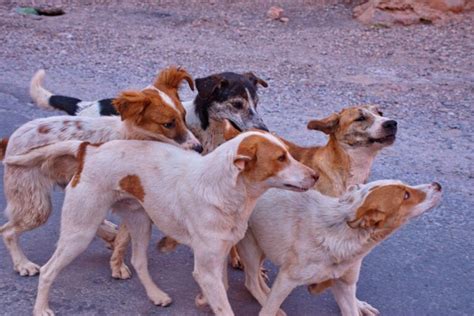 Stray Dogs In Romania Are They Still A Problem