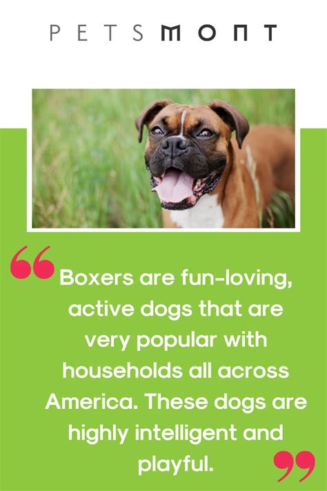 This breed's muscular build and high energy level make them a challenge to feed. What Is The Best Dog Food For Boxers? | Best dog food, Dog ...