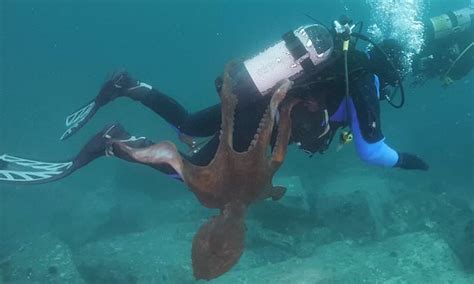 diver is attacked by huge octopus that wraps its tentacles around him daily mail online