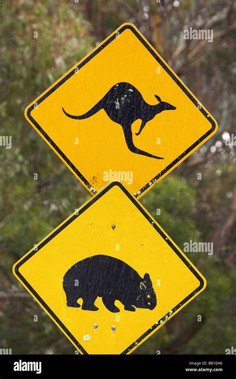 Kangaroo And Wombat Warning Sign Jenolan Caves Road Blue Mountains New