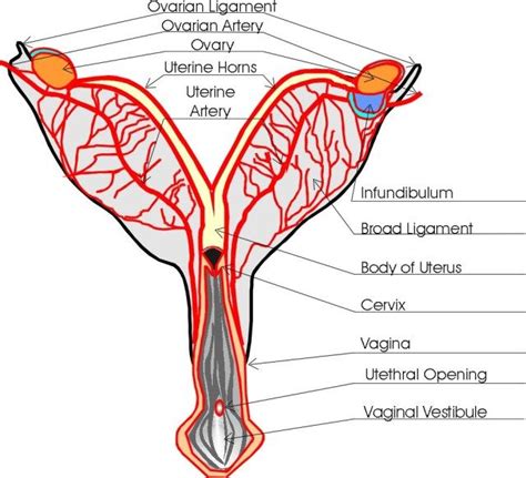 Female Uterus Anatomy Diagram Female Reproductive