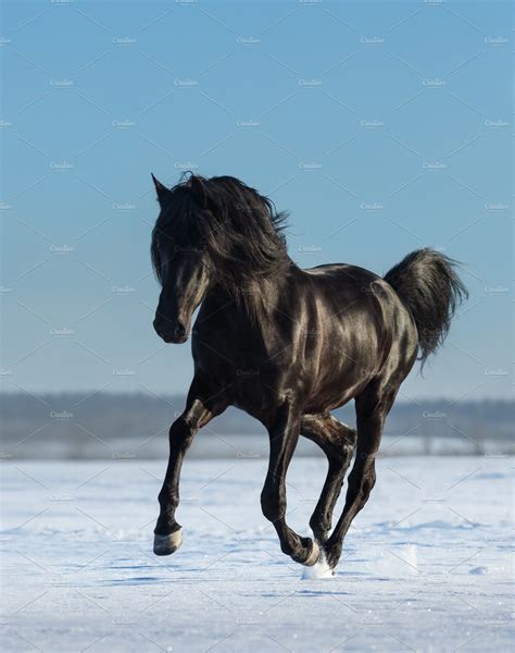 Black Horse Running Gallops ~ Animal Photos ~ Creative Market