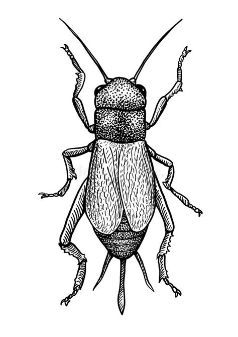 Black Field Cricket Illustration Drawing Engraving Ink Line Art
