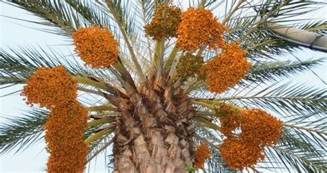 Date palm, is one of the most abundant and popular fruits across the world. kurma: 385 ALL NEW KURMA DI KELANTAN