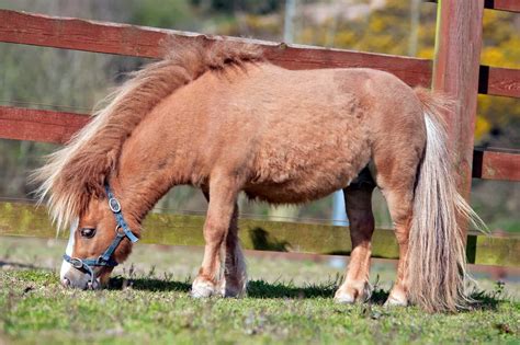 Managing The Miniature Horse With Allergies The Horse