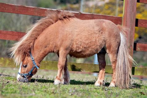 But if you're new to horses, learning all the different breed. Miniature Horse Basics: Small Size, Big Responsibility ...