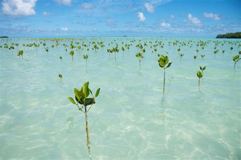 Mangrove As Adaptation To Climate Change Tuvalu Island South Pacific