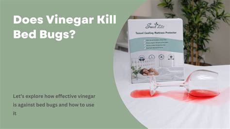 Does Vinegar Kill Bed Bugs Sweet Zzz Official