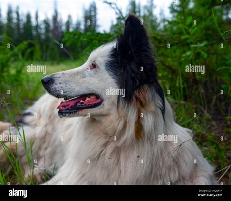 An Old White Dog Laika Lies On The Grass In A Spruce Forest With His