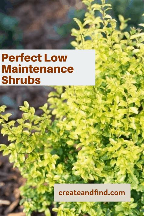 Low Maintenance Shrubs Perfect For The Front Of The House