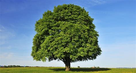 What Are The Basics Of Beech Tree Identification