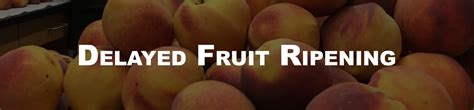 Delayed Fruit Ripening Aem Pierce