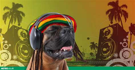 Turns Out Dogs Enjoy Relaxing To Reggae Just Like The Rest Of Us