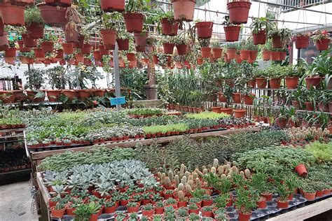 Book your tickets online for cactus valley, cameron highlands: Cactus Valley