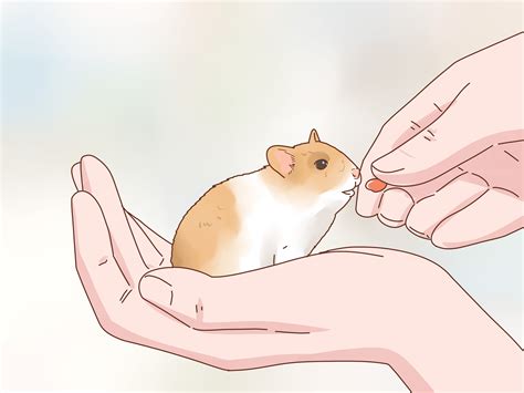 How To Care For Hamster Babies A Complete Guide