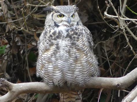 10252022 Great Horned Owl Near Monarchs