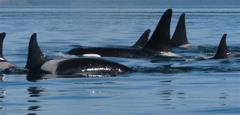 New Calf For J Pod Orcas Bc News