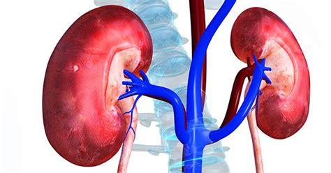 Six Habits To Adopt For Healthy Kidneys News