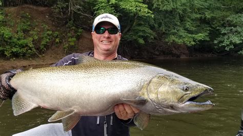 Michigan Weekly Dnr Salmon Fishing Report Manistee River Tippy Dam