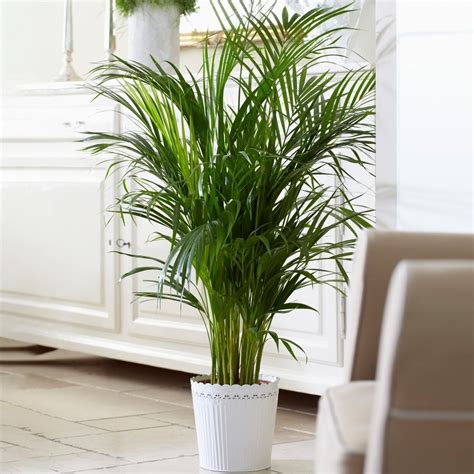 Kentia Palm Tall Indoor Houseplants Free Uk Delivery