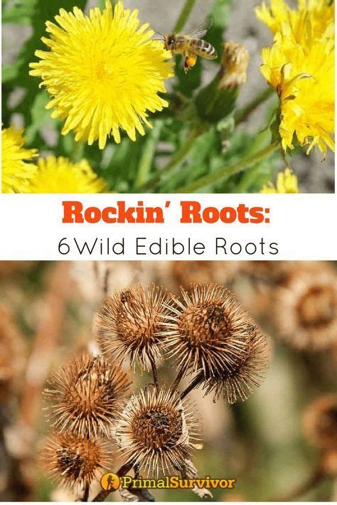 Rockin Roots 6 Wild Edible Roots Wild Edibles Edible Wild Plants