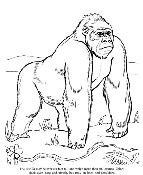 Drawing tutorial easy easy drawings stuffed animal patterns drawing for kids monkey drawing monkey drawing easy art drawings how to draw evil monkey from family guy step by step printable drawing sheet to print. Animal Drawings Coloring Pages | Wild Gorilla animal ...