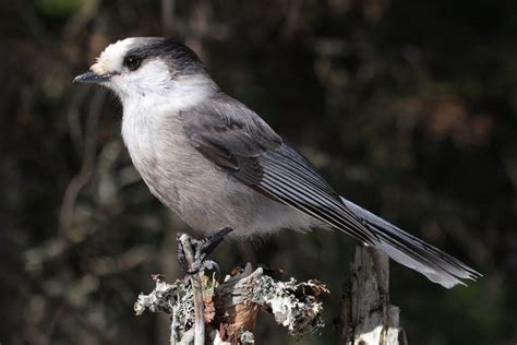 Gray Jay Renamed Canada Jay In Hopes Of Making It The Official National