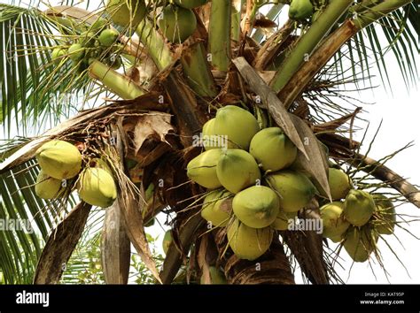 Bunches Of Young Coconut Fruits On The Coconut Tree Thailand Stock