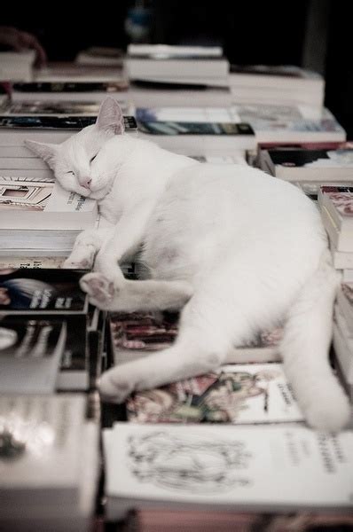 20 Irresistably Cute Photos Of Cats Sleeping