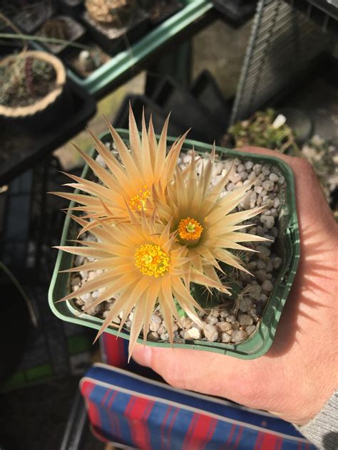 How much water you need depends on a wide range of factors, but the first thing to know is that not all cacti are the same. All flowers open - Escobaria missouriensis : cactus