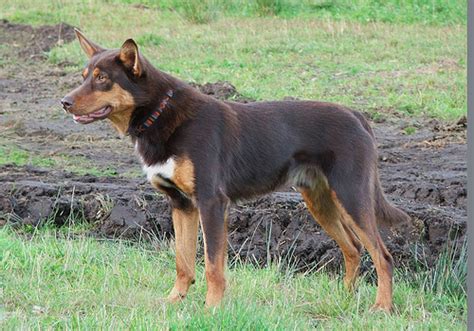 Do you have what it takes to be boasting an athletic build and vibrant personality, the australian kelpie breed are a quintessential. Jou hondenlijst! (met foto) - pagina 2 | HondenForum