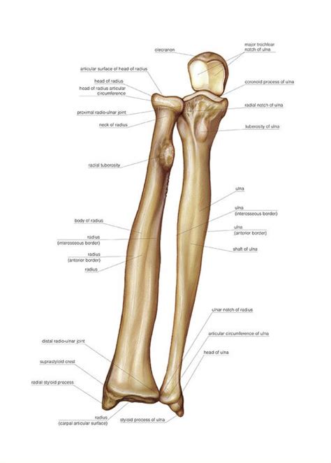 Bones Of Forearm Greeting Card For Sale By Asklepios Medical Atlas
