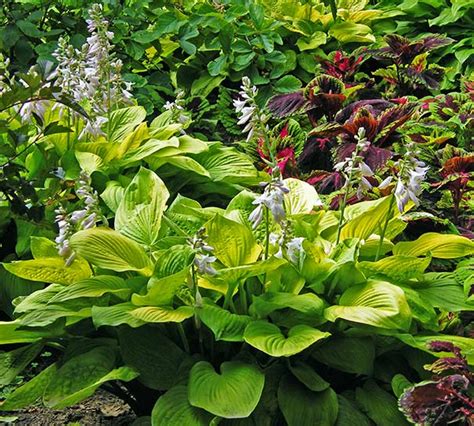 Hosta Sum And Substance Degroot